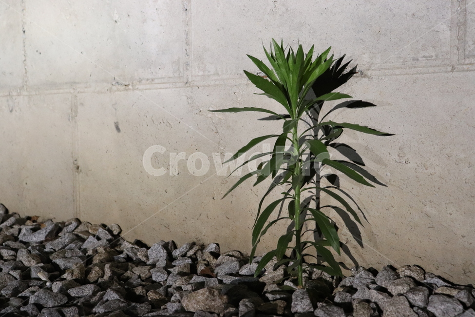 식물,plant,flower,dark,그림자,shadow,꽃,stone,콘크리트벽,노출콘크리트,rubble,파편,벽