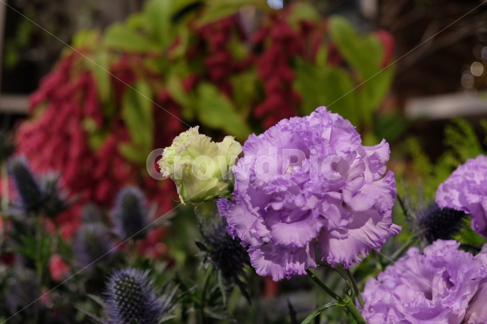 꽃,식물,리시안셔스,보라색,보라색꽃,식물,자연,plants,nature,꽃,flower