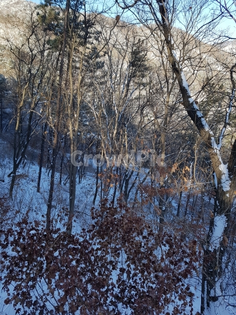 겨울,눈,나무,빛과어둠,산,겨울,계절,winter,season,자연,풍경,nature,landscape,outdoors,옥외,land,땅,tree,plant,식물
