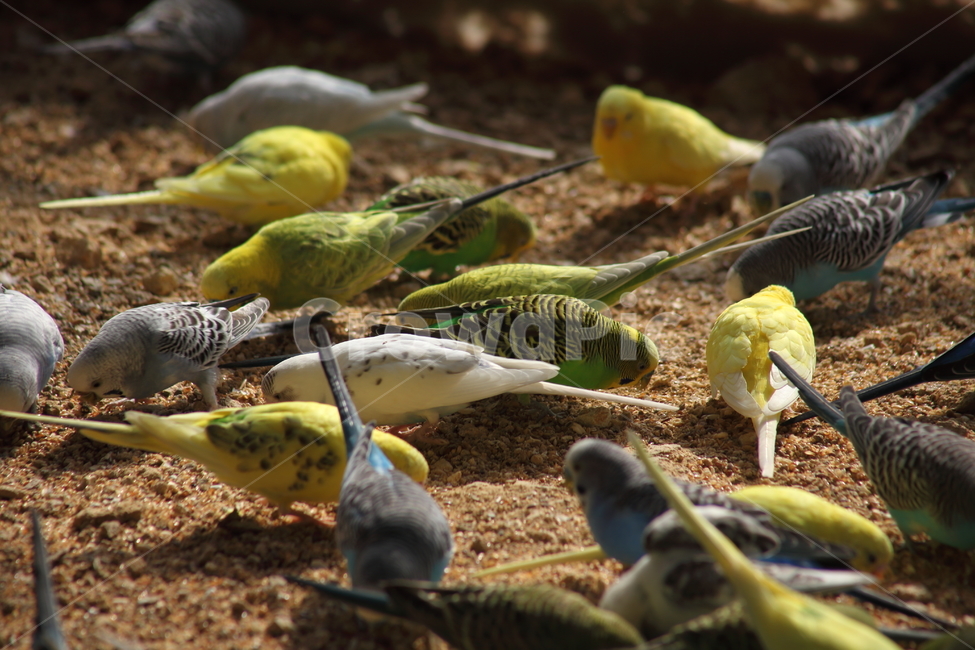 앵무새,새,조류,동물,psittaciformes,작은새,동물,animal,조류,새,birds
