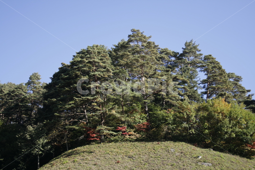 나무,식물,plant,가을,하늘