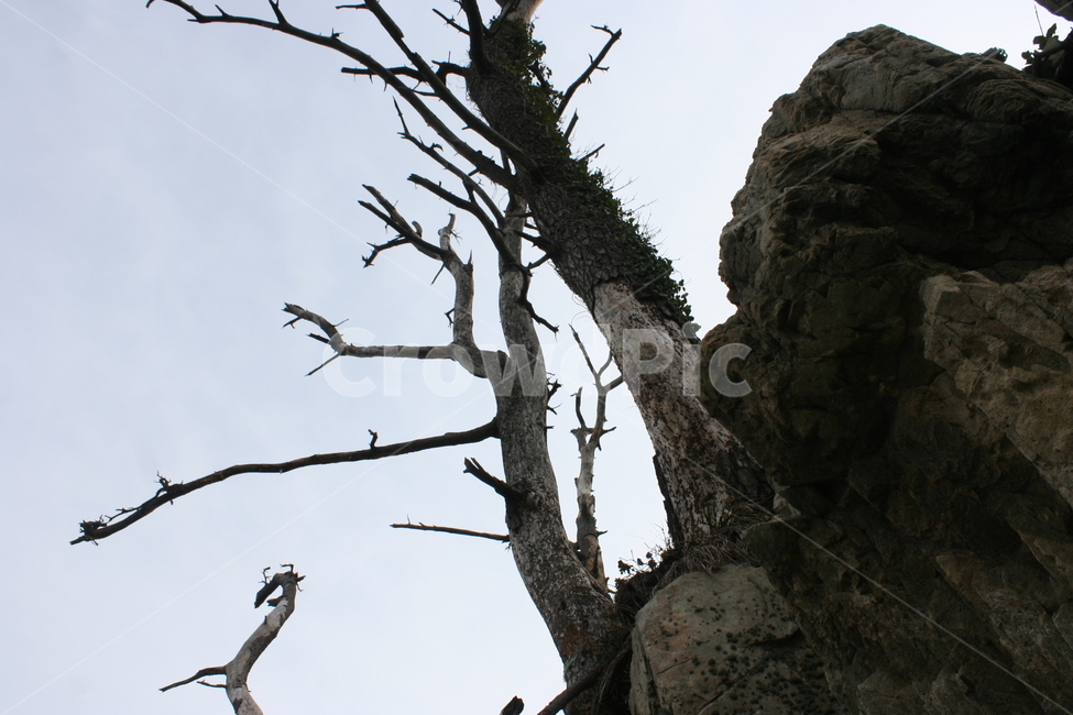 나무,나무줄기,고사목,썩은나무,돌산과나무,자연,treetrunk,tree