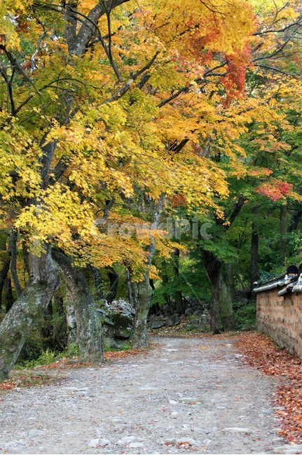 가을,단풍,나무,식물,자연,계곡물,그림자,자연풍경,감성,예쁨,아름다움,nature,autumn,trees,담벼락,낙엽,가을,계절,fall,autumn,season,tree,plant