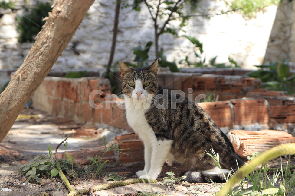 고양이,화난야옹이,눈빛,길고양이,캣,cat,street,streetcat,kitty,동물,animal,포유류,mammal,고양이,cat,kitten,kitty