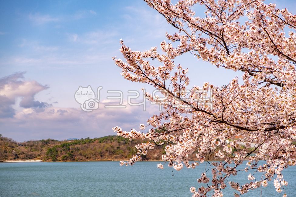 Cherry Blossom,blossom,ocean,plant,sight,flower