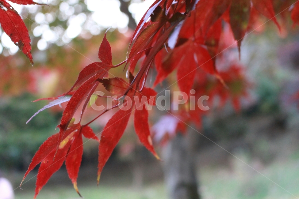 단풍,가을,감성사진,maple,autumn,fall