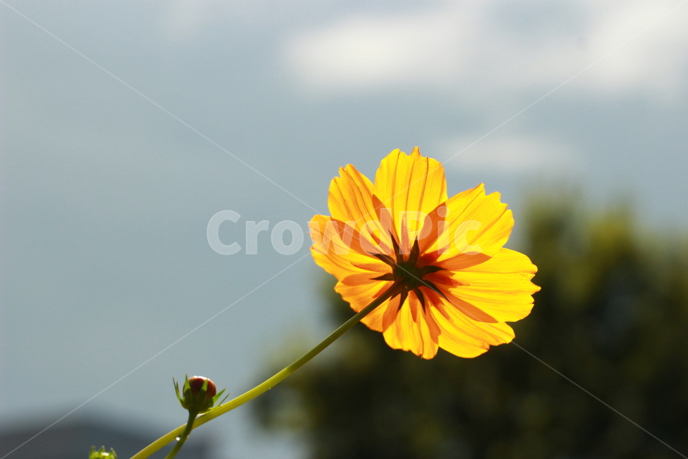 꽃,봄,설레임,따뜻함,감성사진,색감,필름사진,sesible,feeling,spring,계절,season,식물,자연,plants,nature,flower,경치,landscape,pink,식물,자연,plants,nature,꽃,flower