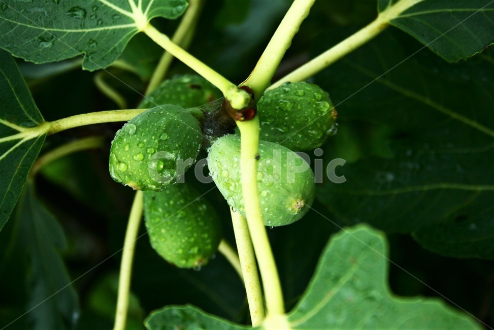 Native to the Mediterranean,FIG,cultivated plants,Moraceae,edible plants