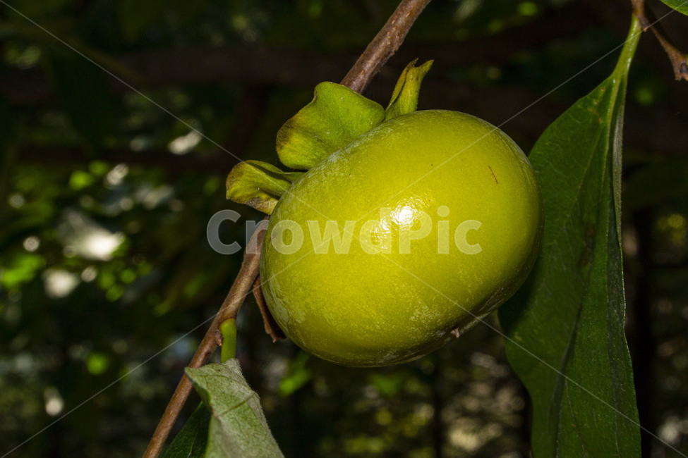 감,감나무,감잎,persimmon,persimmontree,과일,식물,fruit,과일,열매,fruit