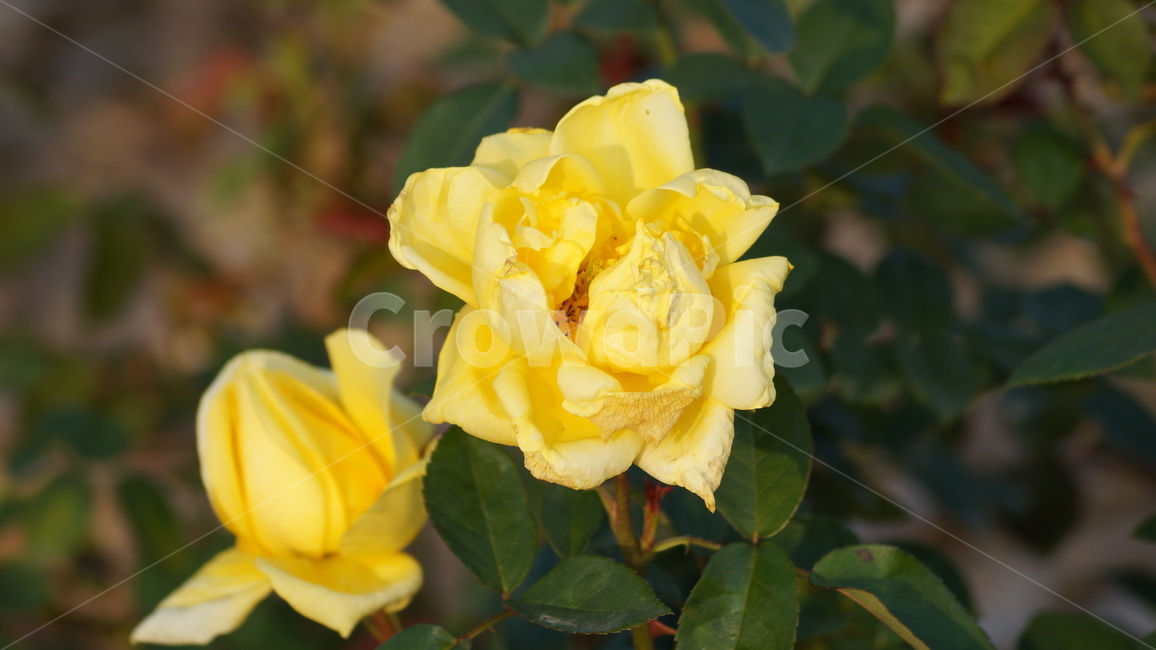 장미,꽃축제,꽃길,식물,축제,식물,자연,plants,nature,꽃,flower