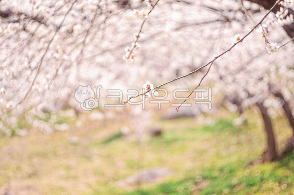 spring,Plum Village,Plum Festival,Gwangyang Plum Village,Gwangyang,bokeh,plum blossom,flower Festival,out of focus,flower viewing