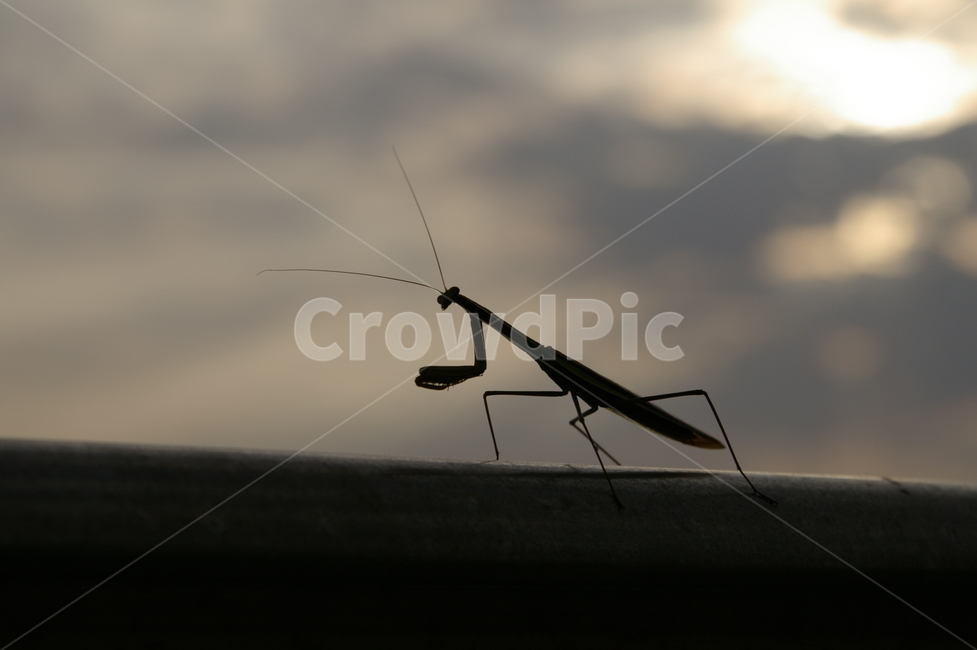 사마귀,실루엣,mantis,silhouette,wall,곤충,insect,곤충,벌레,insect,bug