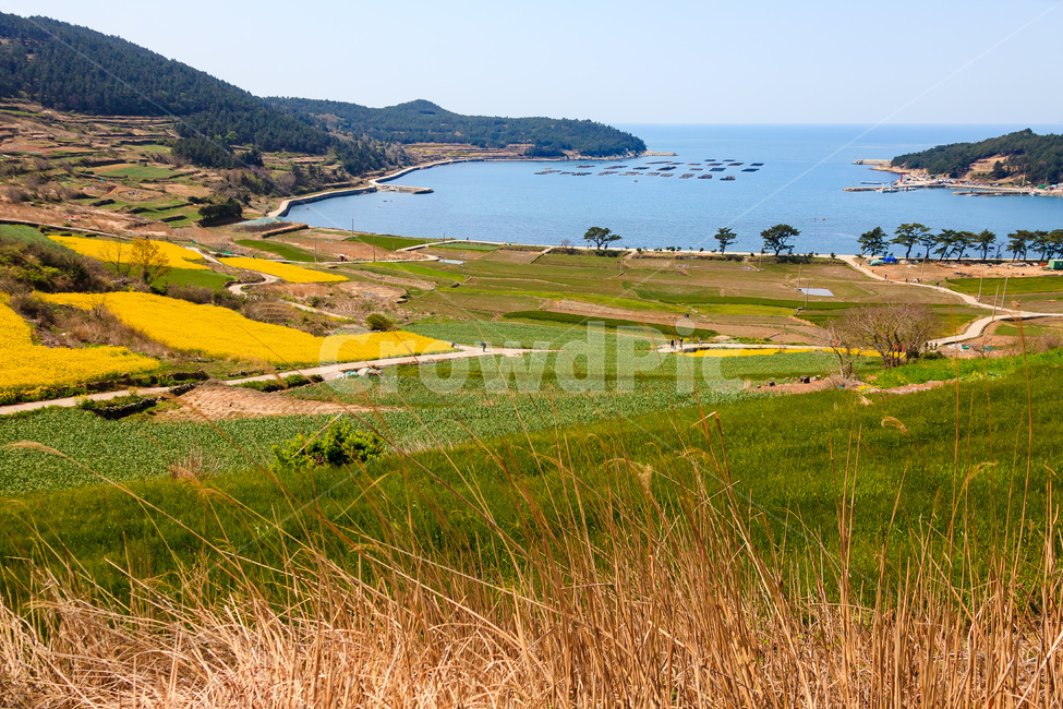 청산도,유채꽃,농촌,농업,경치,한국자연풍경,한국자연경관,korea nature landscape,시골,마을,풍경,landscape,country,rural,town,land,땅,nature,자연,outdoors,옥외,ocean,대양,sea,바다,water,물