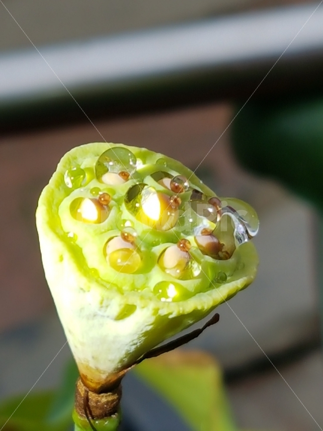 연꽃,물방울,빛,속초,옥구슬,식물,자연,plants,nature