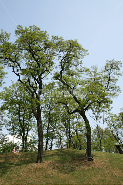 하늘,공원,나무,초록,감성,산책,자연,풍경,nature,landscape,식물,plants,나무,trees,wood,tree,plant,tree trunk,나무 줄기