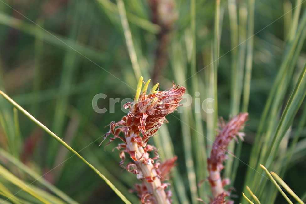 소나무,솔잎,pine,pinetree,tree