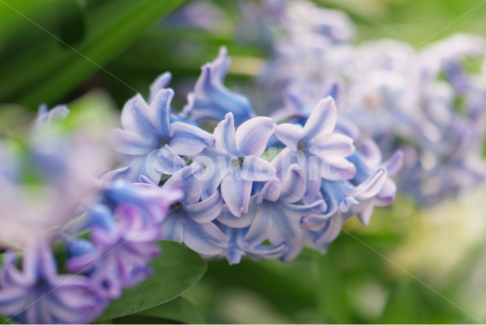 히아신스,Hyacinth,봄,봄꽃,flowers,보라색,꽃,식물,자연,plants,nature,꽃,flower,감성,sensible,feeling