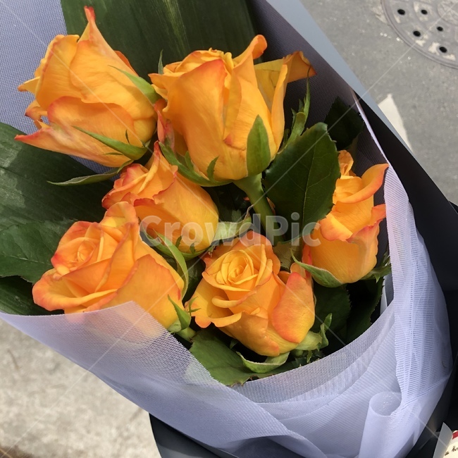 꽃,노란색,장미,기념일,로즈