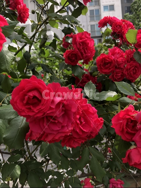 장미,꽃,flower,빨간장미,rose
