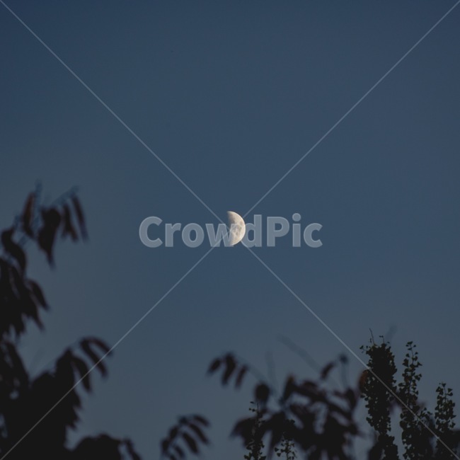 달,감성,하늘,나무,반달,nature,자연,outdoors,옥외,sky,moon,night,야경,밤,풍경,nightscape,night,landscape