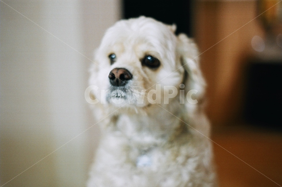 코카스파니엘,일상,필름카메라,강아지,개,반려견,동물,animal,포유류,mammal,개,강아지,dog,doggy
