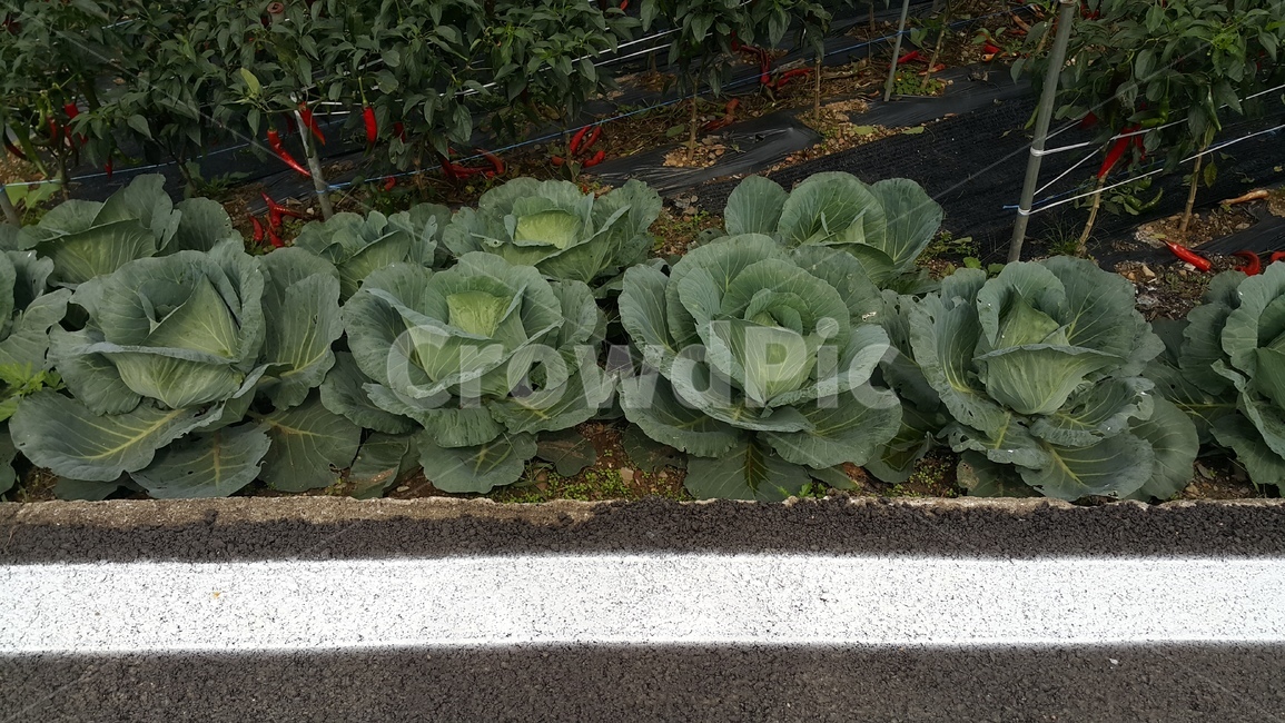 배추,고추,아스팔트,농산물,정렬,산업,industry,industrial,농업,농사,agriculture,farming,farming industry