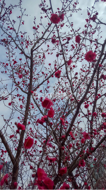 식물,나무,꽃,하늘,구름,식물,자연,plants,nature,꽃,flower