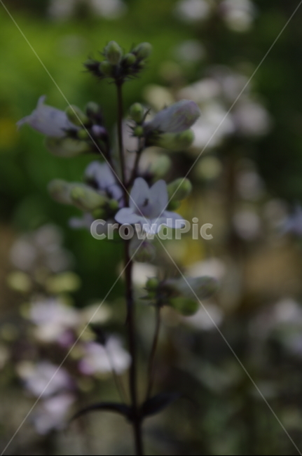 꽃,flower,식물,plant,계절,봄,spring,식물,자연,plants,nature,꽃,flower