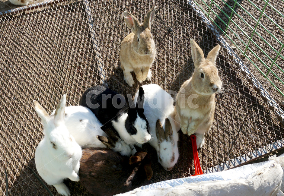 animal,동물,토끼,rabbit,bunny,동물,animal,포유류,mammal