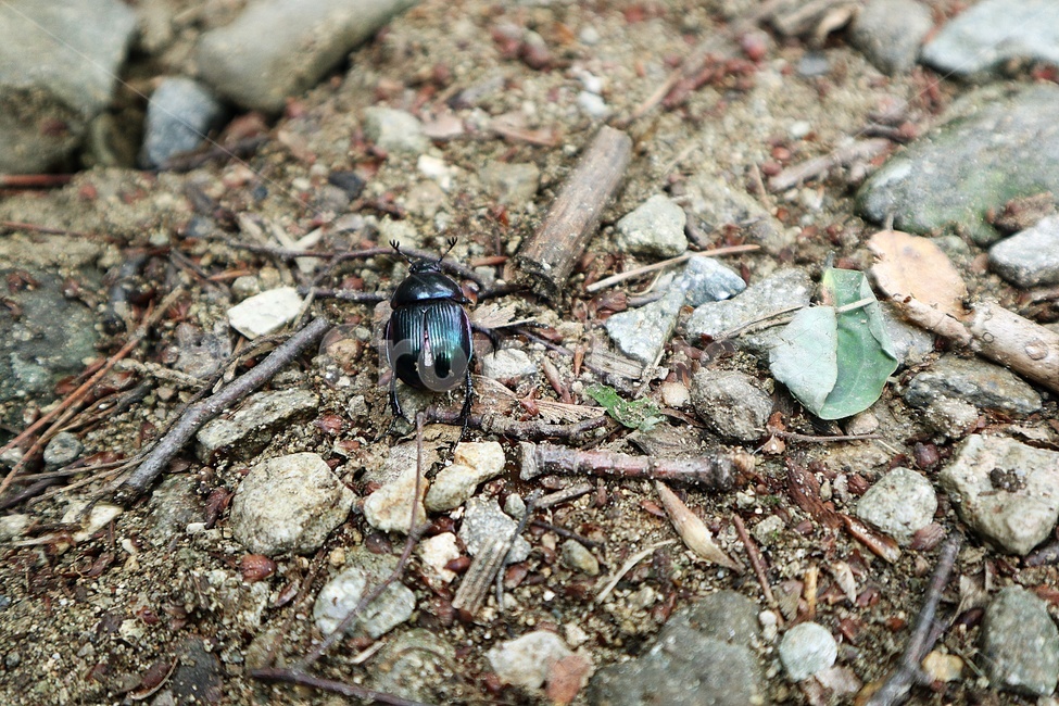 풍뎅이,벌레,자연,땅,흙,곤충,벌레,insect,bug