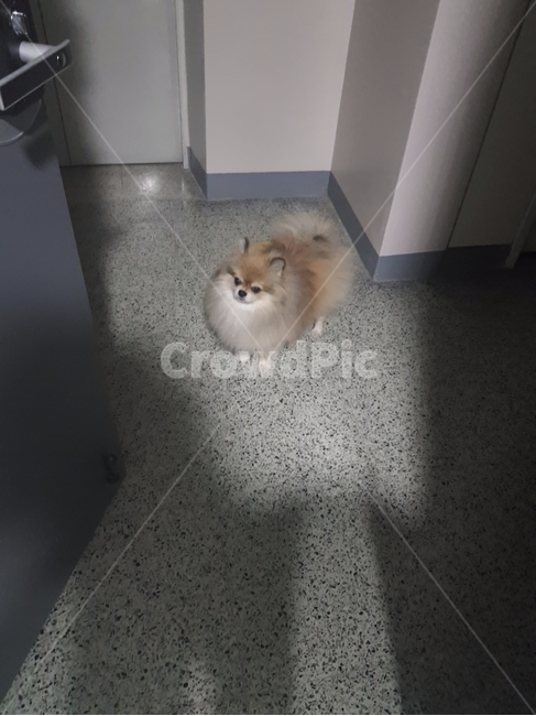 강아지,포메라니안,동물,귀여움,dog,animal,cute,pomeranian,소형견,개,동물,animal,포유류,mammal
