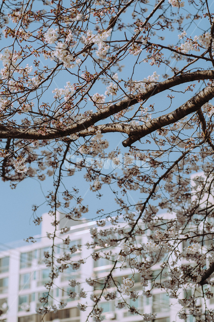 flower,꽃,벚꽃,봄,대구,봄,계절,spring,season,plant,식물,tree,나무
