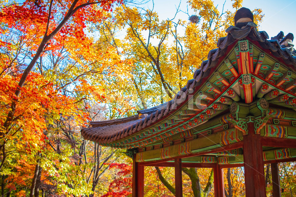 창경궁,maple,단풍,가을,낙엽,한옥,가을,계절,fall,autumn,season,한국전통,한국문화,korean traditional,korean culture