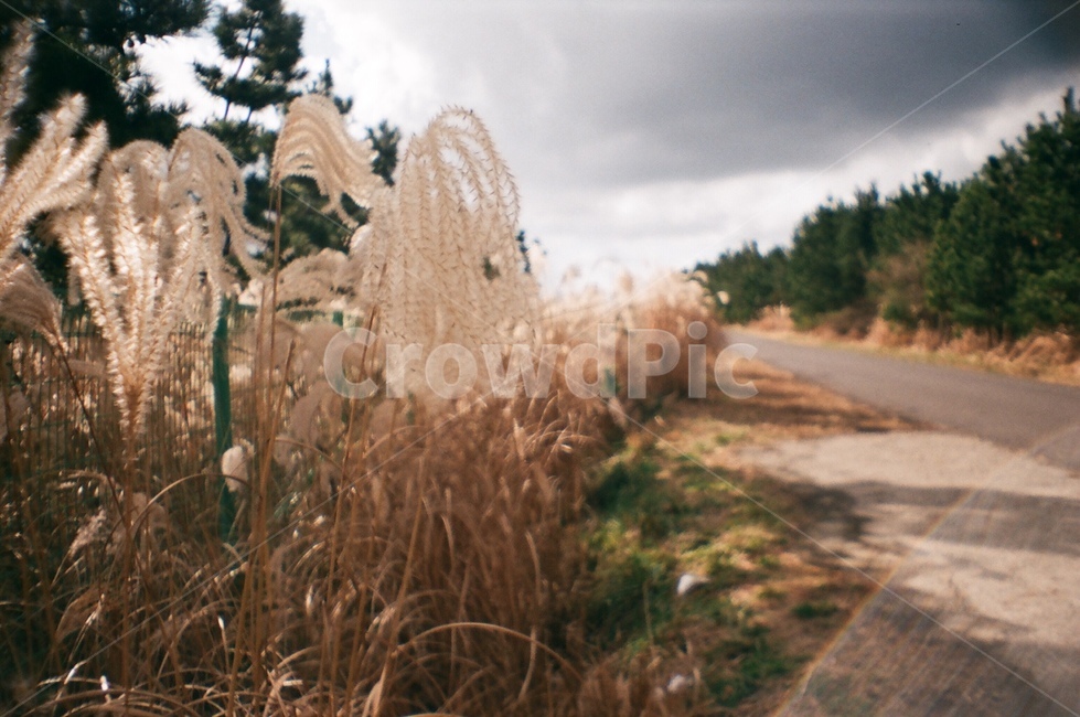 제주,억새,필름카메라,필카,감성,가을,계절,fall,autumn,season,grass,잔디,plant,식물