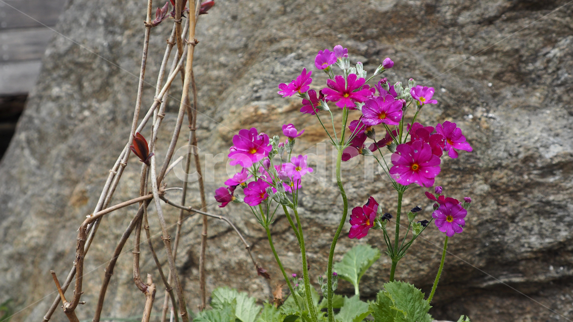 꽃,야생화,식물,blossom,flower,wildflower,plant,식물,자연,plants,nature,꽃,flower