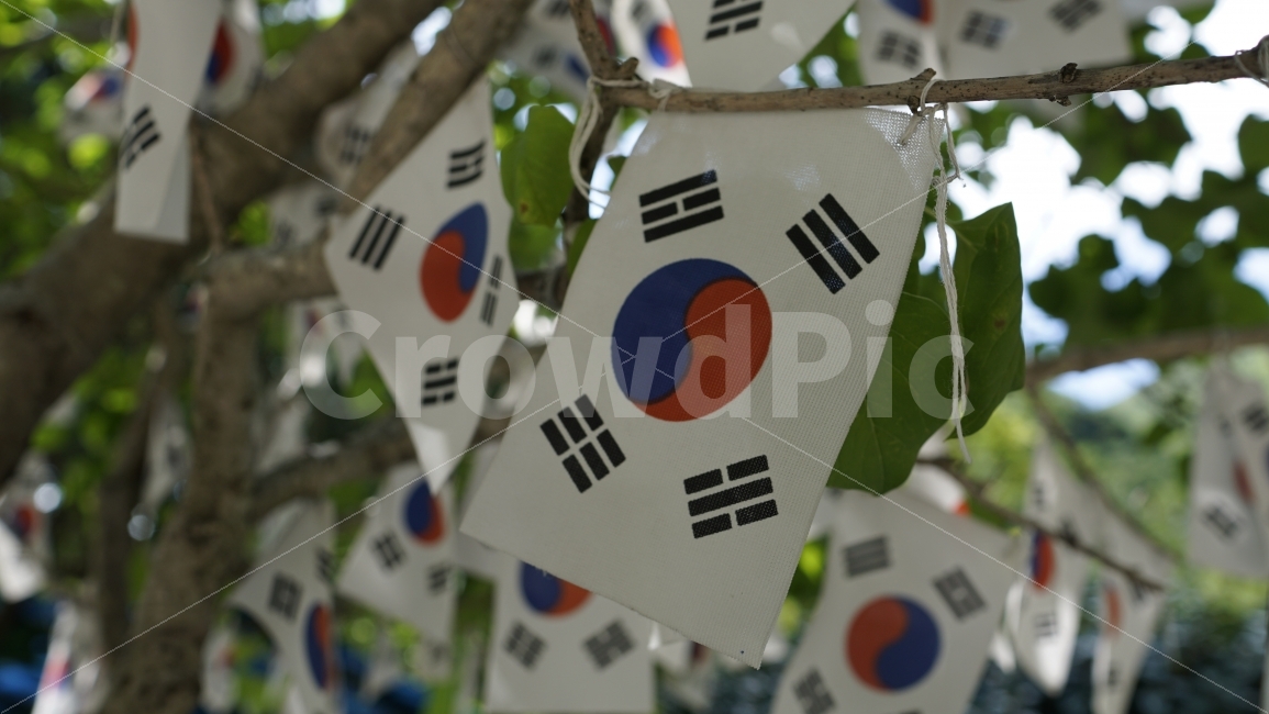 나무,태극기,한국,대한민국,국기,숲속,애국심,나라사랑,이파리,식물,자연,깃발,flag,korea,국경일,기념일,광복절,tree,한국의,한국의멋,한국의미,한국적,한국적인,한국적이다,태극,물건,사물,오브젝트,object