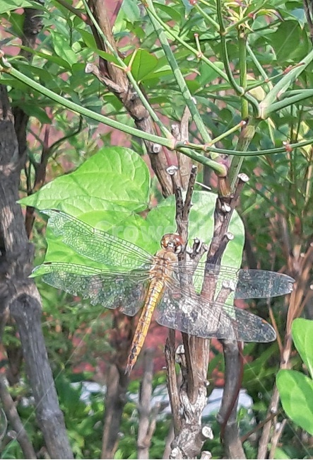 잠자리,곤충,식물,자연,insect,벌레