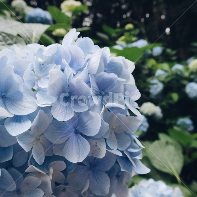 수국,꽃,여름,파랑,자연,식물,자연,plants,nature,꽃,flower