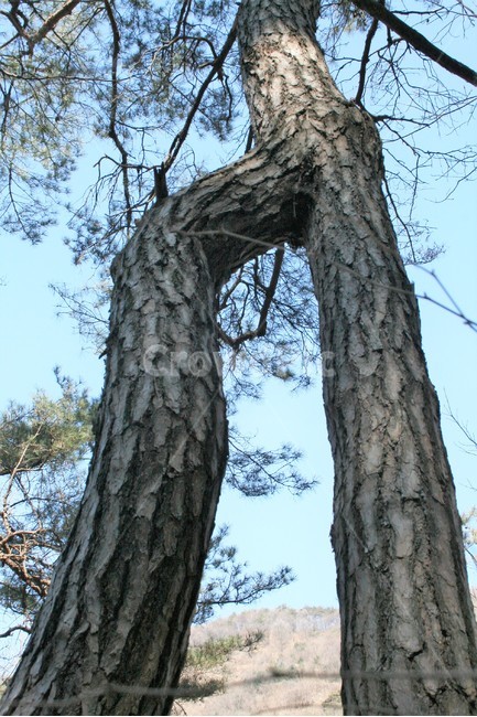 연리목,괴산연리목,사랑나무,사랑산,소나무,희귀수,식물,자연,plants,nature,나무,trees,wood