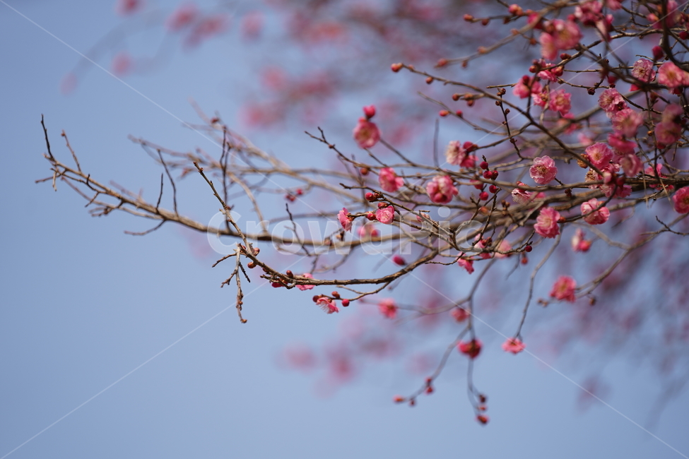 매화,홍매화,매화꽃,봄꽃,봉은사,분홍색,분홍꽃,봄,계절,spring,season,식물,자연,plants,nature,꽃,flower,plant