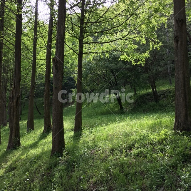자연,나무,감성,청량함,nature,tree,green