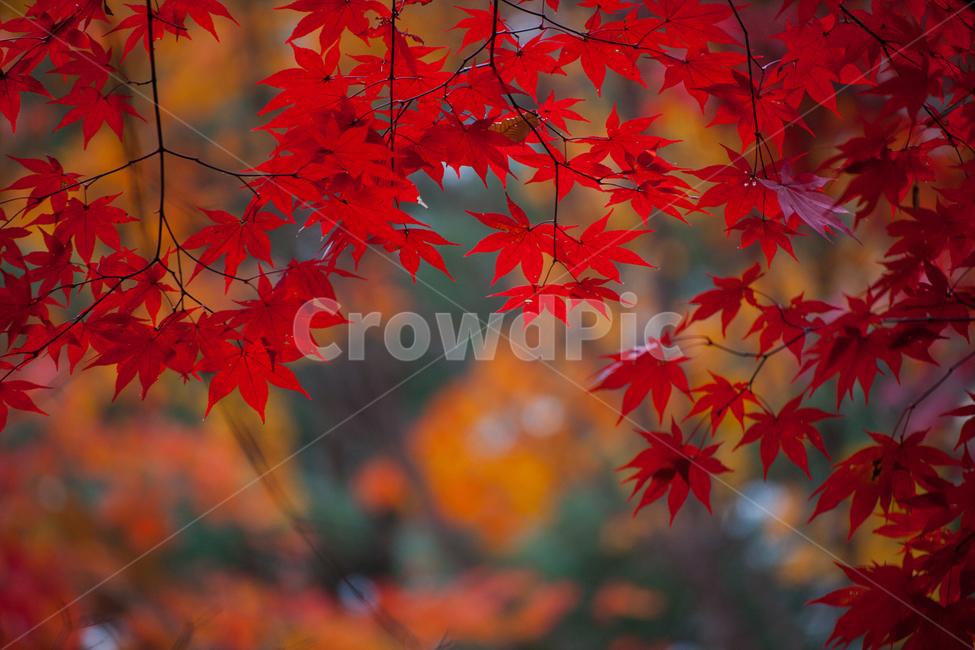 자연풍경,단풍,가을,감성사진,꽃,10월,가을,계절,fall,autumn,season,식물,자연,plants,nature,leaf,잎,plant,tree,나무