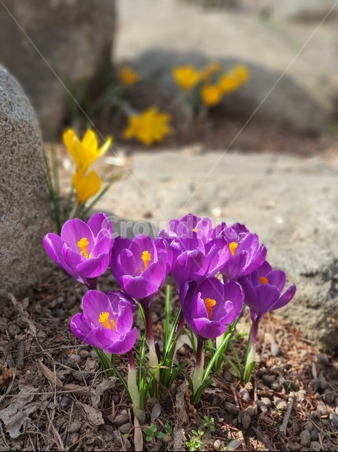 식물,plant,flower,꽃,blossom,보라색,샤프란