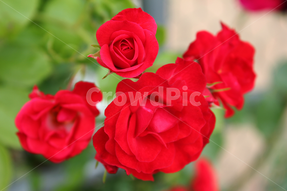 장미,장미꽃,빨간장미,빨강,red,rose,사랑,로맨스,장미넝쿨,love,식물,정원,야외,봄,한국,5월,자연,bush,day,fresh,green,spring,plant,그린,녹색,꽃봉우리,식물,자연,plants,nature,꽃,flower