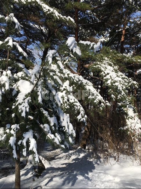 tree,나무,plant,식물,abies,아비,fir,전나무,겨울,계절,winter,season,식물,자연,plants,nature,나무,trees,wood