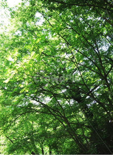 여름,나무,tree,나뭇잎,숲