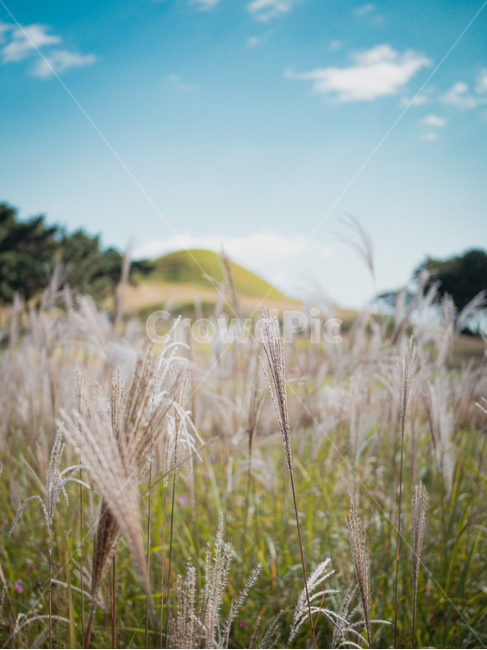 갈대,가을,자연,풍경,식물,plant,field,들,가을,계절,fall,autumn,season