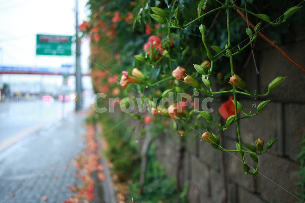 우중출사,장마,비,물방울,능소화,식물,자연,plants,nature,꽃,flower,비,비오는날,rain,rainy