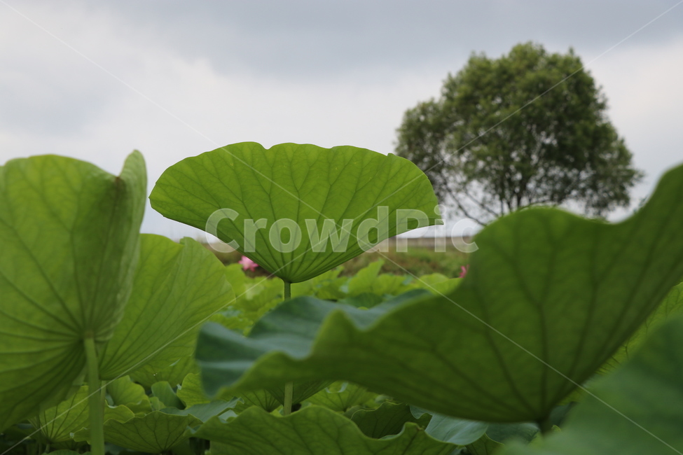연잎,여름,농업,잎맥,녹색,근접촬영,축제,부여,궁남지,식자재,식물,자연,plants,nature