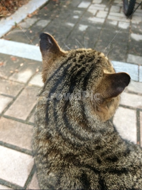 고양이,고양이머리,고양이뒷통수,고양이뒷모습,길고양이